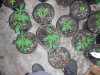 chocolope and querkle seedlings 1.jpg