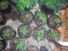 chocolope and querkle seedlings 2.jpg