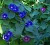 100_6839-Morning Glories.jpg