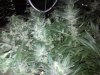 44_days_flowering1.jpg