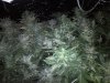 44_days_flowering3.jpg