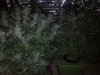 44_days_flowering6.jpg