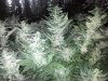 44_days_flowering10.jpg