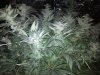 44_days_flowering12.jpg