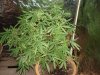 My grow 001.jpg