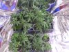 grow box 005.jpg