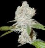 strawberry-blue-cannabis-seeds.jpg