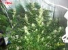 7 weeks flowering 035 630x472.jpg