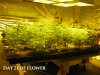 4- Day 21 FLOWER.JPG