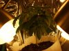 my cfl grow 002.JPG