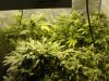 bigkuz68-albums-led-hps-grow-picture99968-dsc00055.jpg