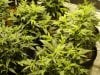 bigkuz68-albums-led-hps-grow-picture99969-dsc00053.jpg