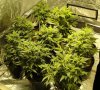 bigkuz68-albums-led-hps-grow-picture99971-dsc00051.jpg