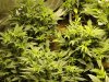 bigkuz68-albums-led-hps-grow-picture99970-dsc00052.jpg