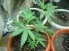 My grow 002.jpg