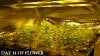 3- Day 14 FLOWER.JPG