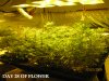 5- Day 28 FLOWER.JPG