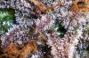 12-28 017-trichs.jpg