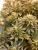 grow journal 1 003.jpg