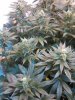 grow journal 1 007.jpg