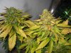 lowryder grow 2 day 57 002.jpg