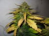 lowryder grow 2 day 57 007.jpg