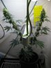 6weeks flower 007.jpg