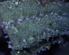 1st micro pix of trichomes 12-30-09 002.jpg