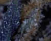 1st micro pix of trichomes 12-30-09 008.jpg