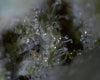 1st micro pix of trichomes 12-30-09 015.jpg