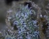 1st micro pix of trichomes 12-30-09 024.jpg