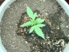 My grow 004.jpg