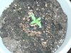 My grow 008.jpg