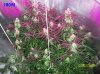 8 weeks flowering 005 600x449.jpg