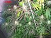 8 weeks flowering 014 600x449.jpg