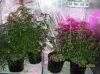 8 weeks flowering 019 600x449.jpg