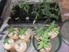 bigkuz68-albums-led-hps-grow-picture100865-dsc00103.jpg