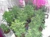 bigkuz68-albums-led-hps-grow-picture100863-dsc00101.jpg