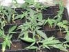 bigkuz68-albums-led-hps-grow-picture100866-dsc00104.jpg