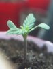 big seedling 2.jpg