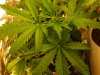 my cfl grow 002.JPG