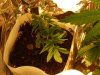 my cfl grow 003.JPG