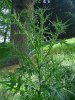 spear-thistle-3.jpg