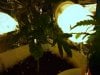 my cfl grow 005.JPG