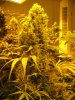 start week 7 flowering 013.JPG