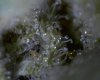 Copy (2) of 1st micro pix of trichomes 12-30-09 015.jpg