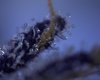 Copy (2) of 2nd micro pix of trichomes 01-01-10 004.jpg