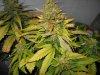 lowryder grow 2 day 63 002.jpg