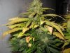 lowryder grow 2 day 63 003.jpg