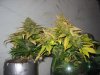 lowryder grow 2 day 63 006.jpg